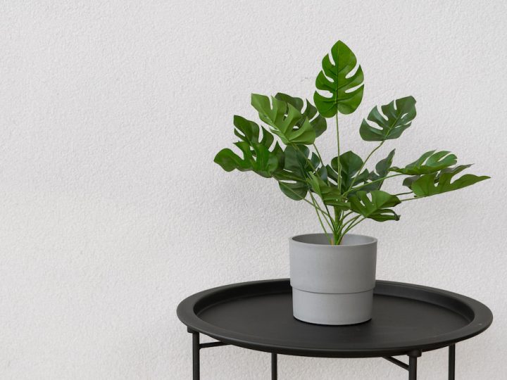 A green potted monstera plant stands on a black table