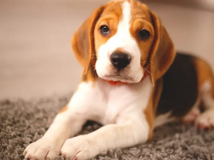 cute beagle puppy lies on the carpet
