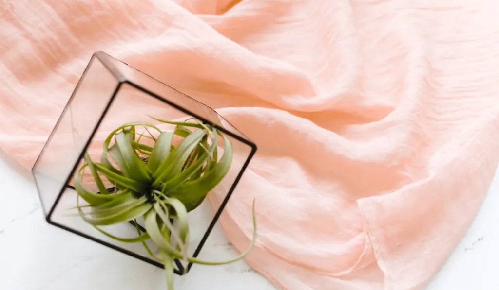 Air plant & blush textile - marble flatlay

