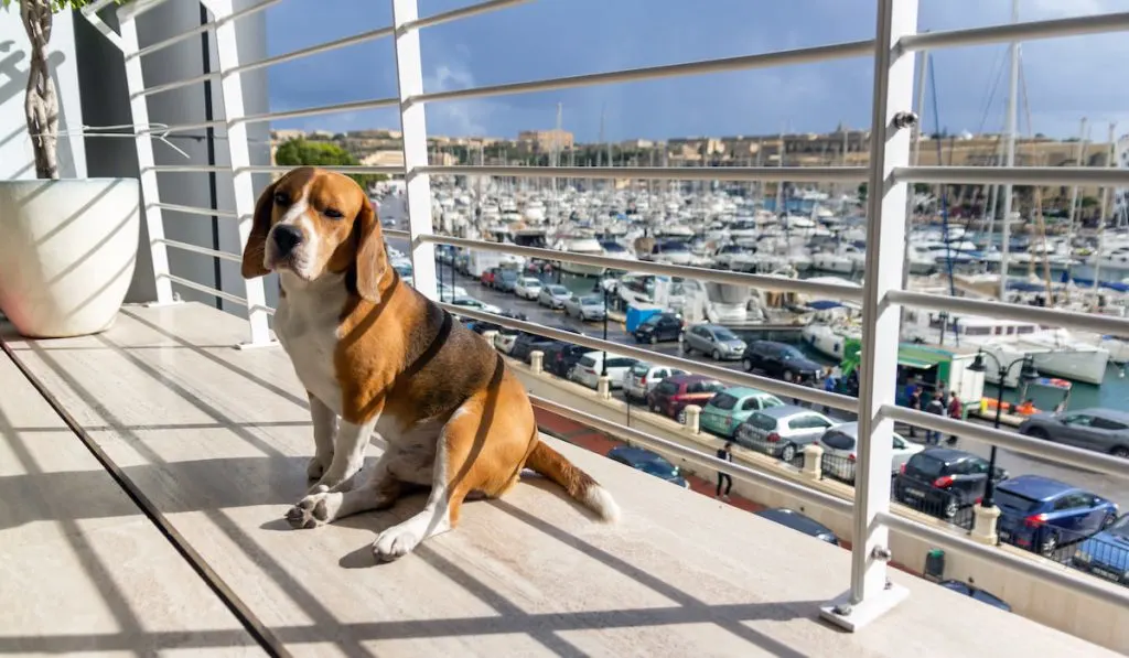 Beagle dog on a balcony at sunny day. Sea view terrace
