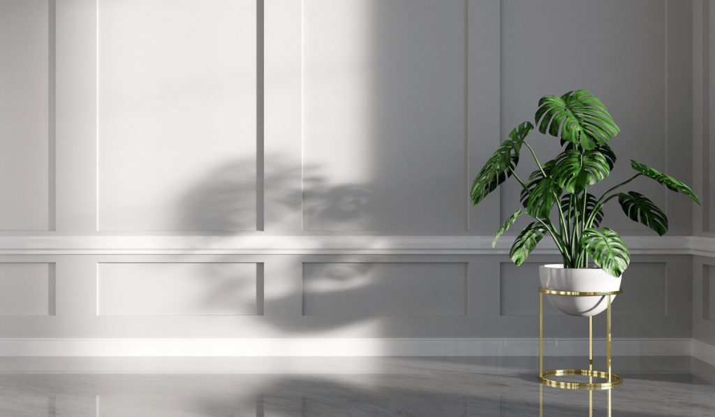 Classic empty interior apartment with monstera plant.
