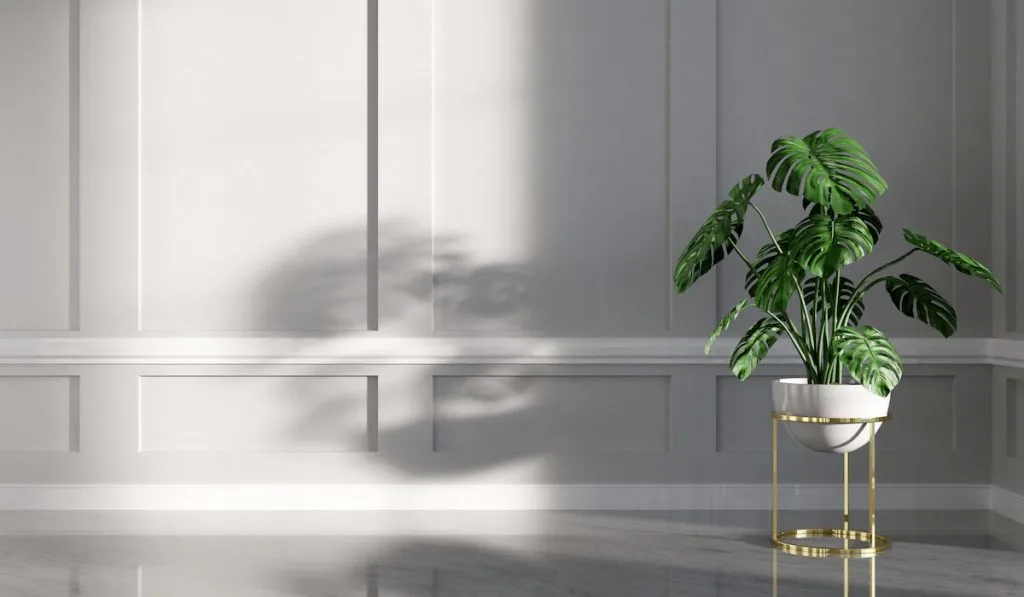 Classic empty interior apartment with monstera plant.
