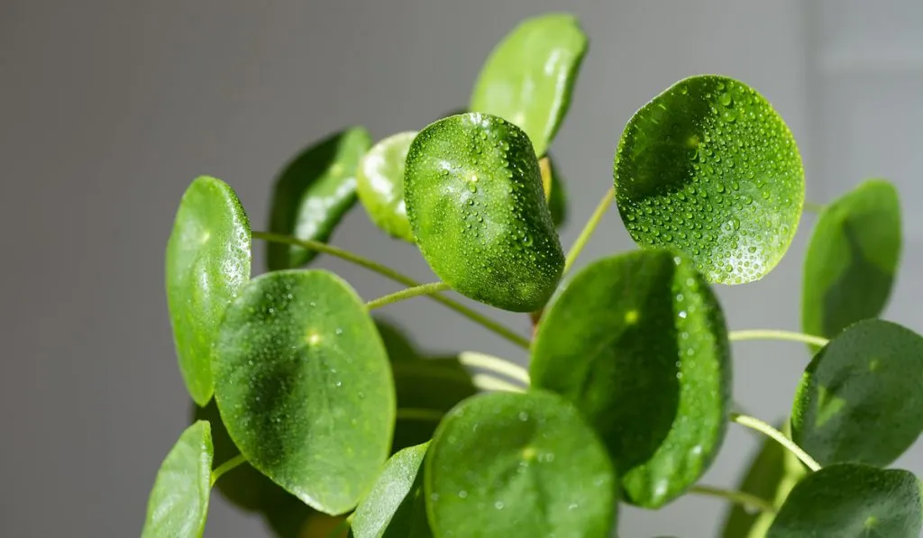 Closeup shot of a Chinese money plant with water drops on leaves.