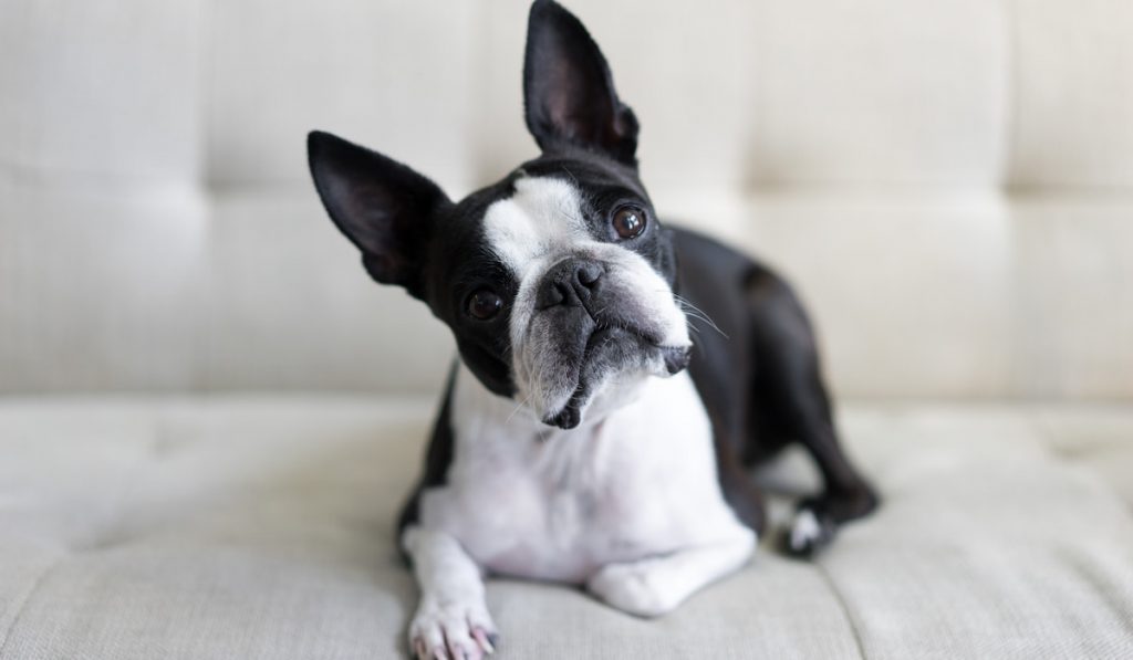 Cute Boston terrier dog on white couch 