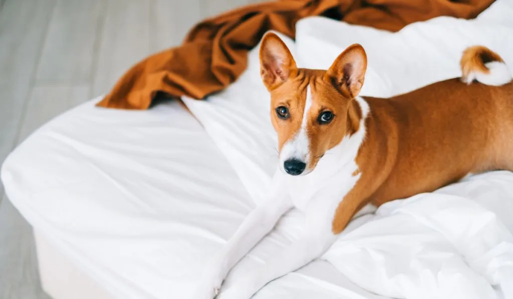 Cute basenji dog lying on a bed at home in bright living room.
