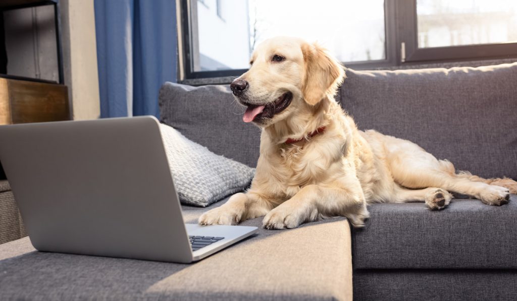 Cute golden retriever dog lying on sofa with laptop indoors