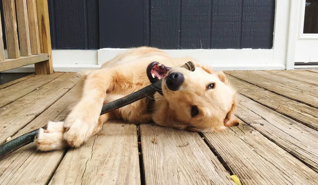 Golden Retriever on apartment deck biting a belt