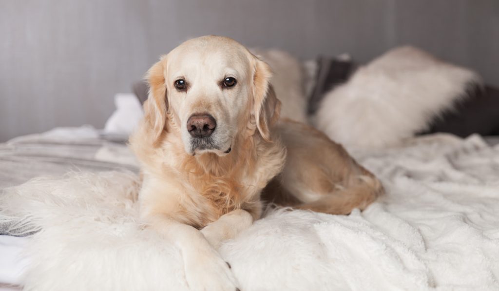 Golden retriever dog on apartment bed