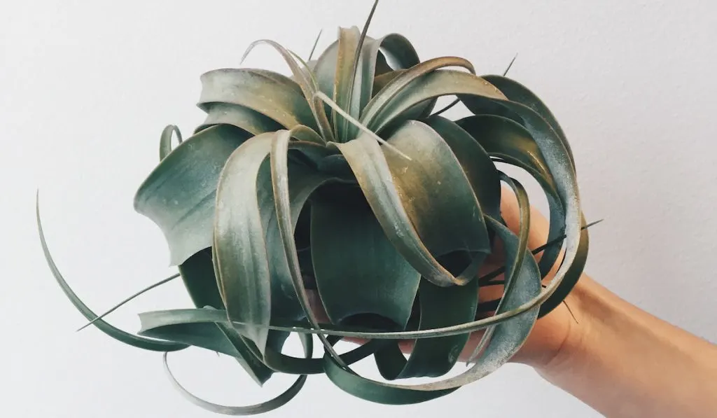 Hand holding an air plant on white background
