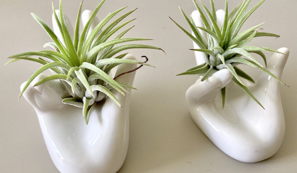 Home decor, air plants in ceramic holders shape like hand