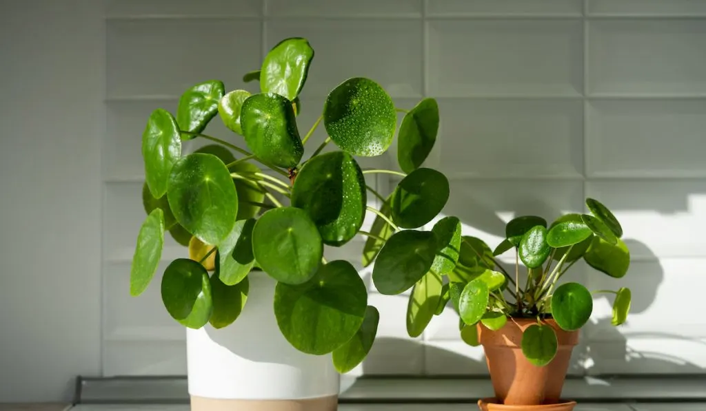 Pilea peperomioides houseplant in flower pots at home.