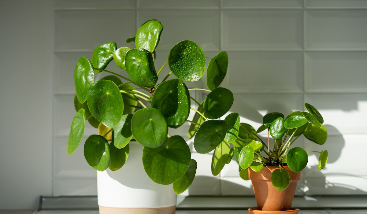 How to Care for Pilea peperomioides? - My Little Apartment