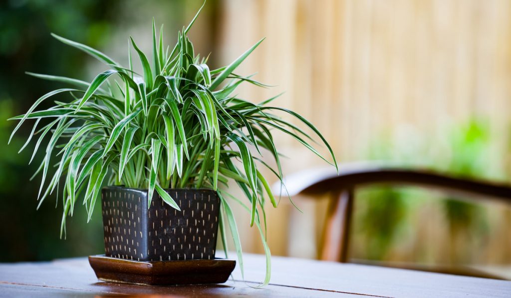 Spider plant in a black pot on wooden table outdoor -