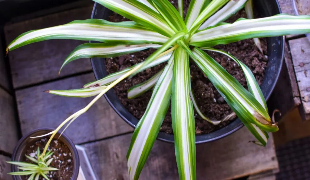 Top view of spider plant in big and small pot 