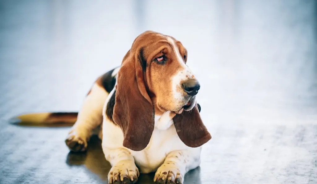 White And Brown Basset Hound Dog sitting on the floor