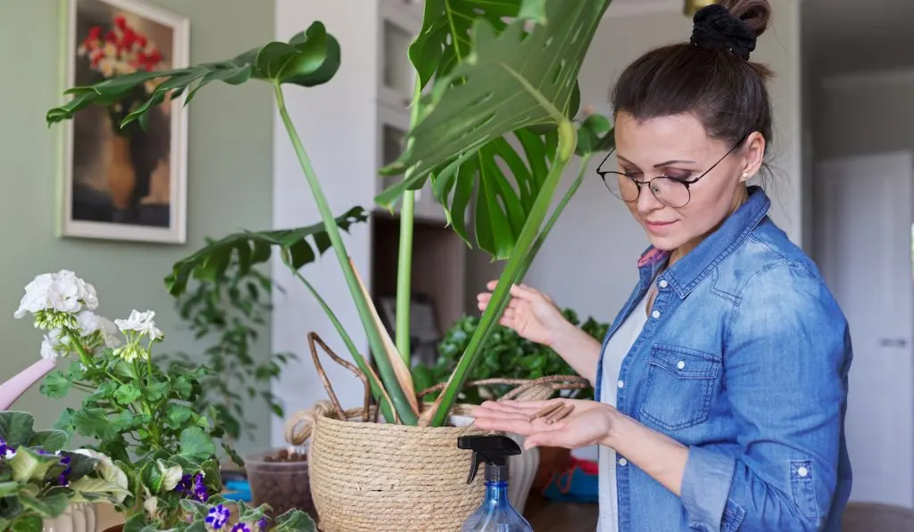 Woman fertilizes monstera plant in pot with mineral fertilizer in sticks at home
