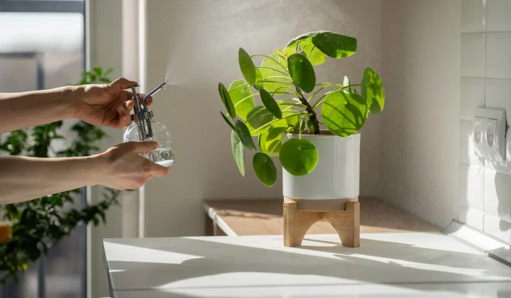 Woman spraying Pilea houseplant, using sprayer, moisturizes air surround leaves at home kitchen.