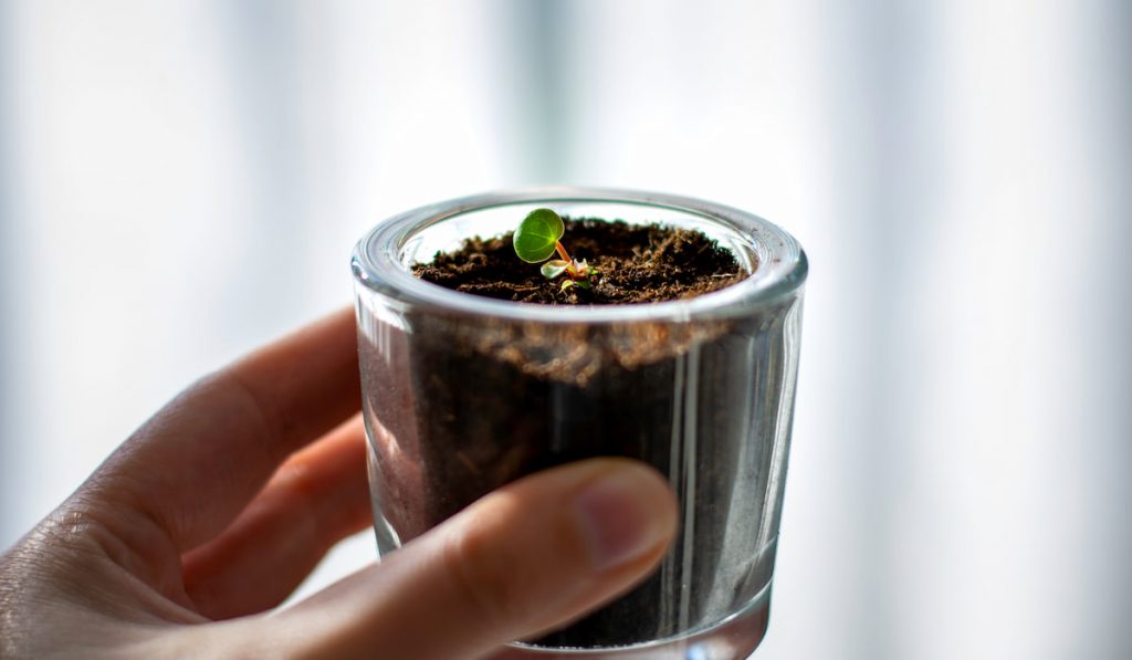 Woman's hand holding a tiny Pilea peperomioides plant in glass jar