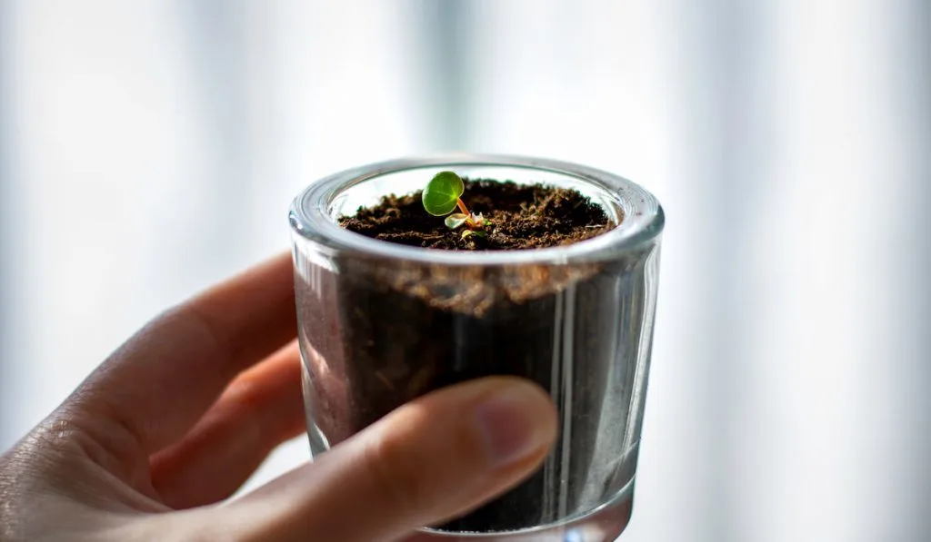 Woman's hand holding a tiny Pilea peperomioides plant in glass jar