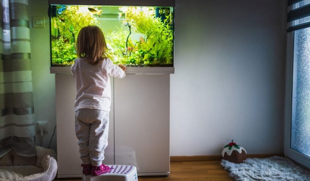 a toddler standing on a stool chair to look at the fish tank in their apartment 