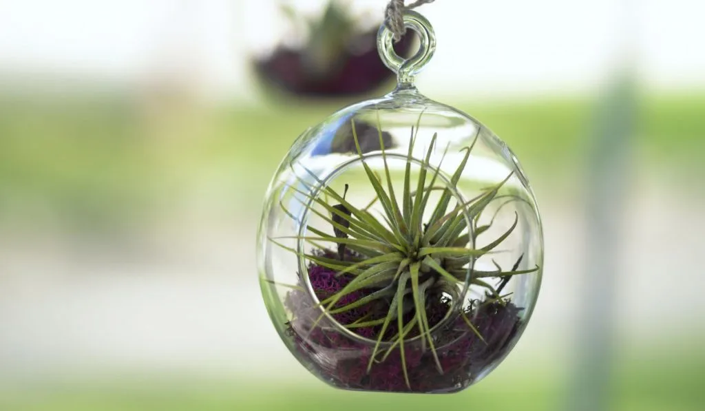 air plant inside glass bubble 