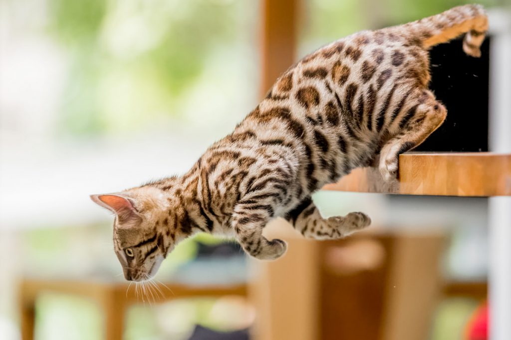 bengal cat jump off balcony 