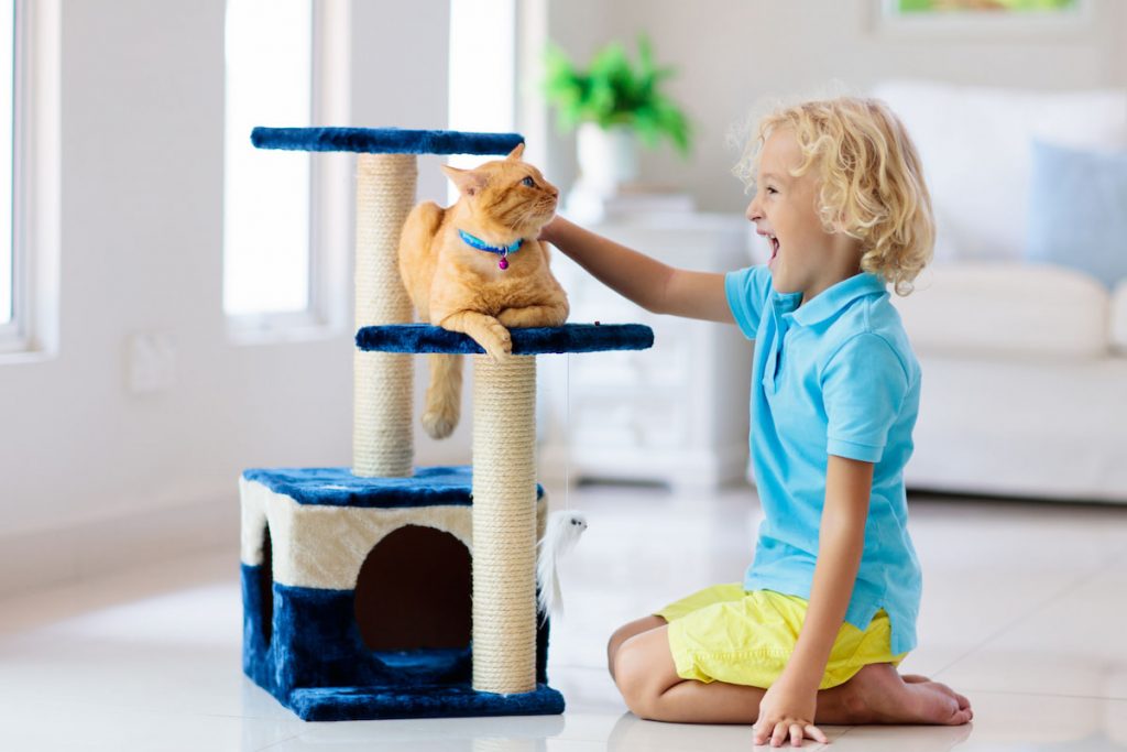 cat on kitty compound with child playing with the cat