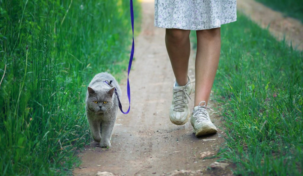 cat on leash not happy