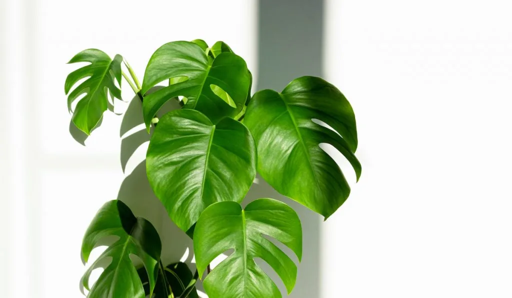 monstera plant on a white background with sunlight