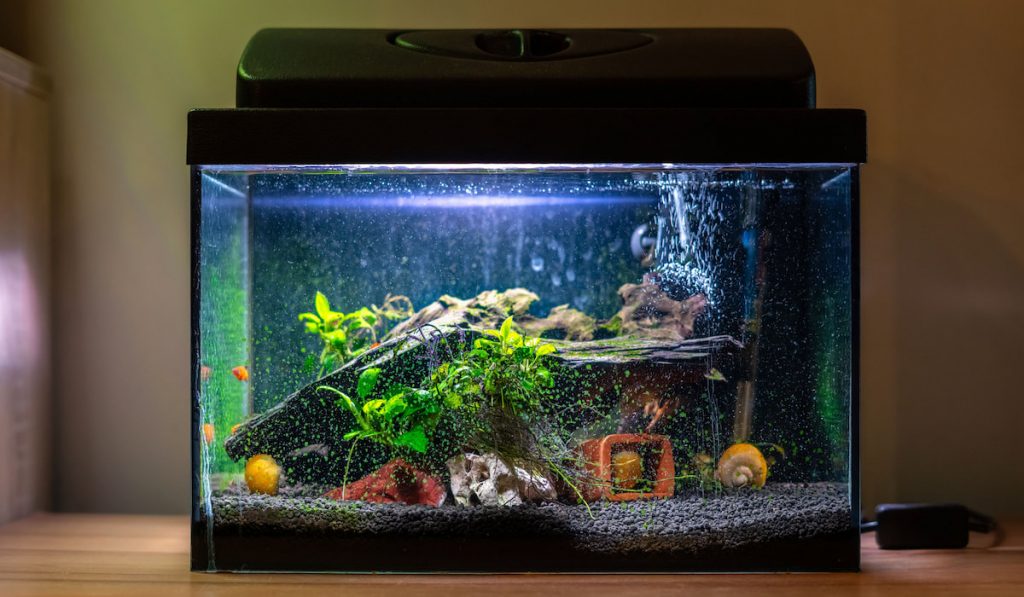 small fish tank aquarium inside an apartment