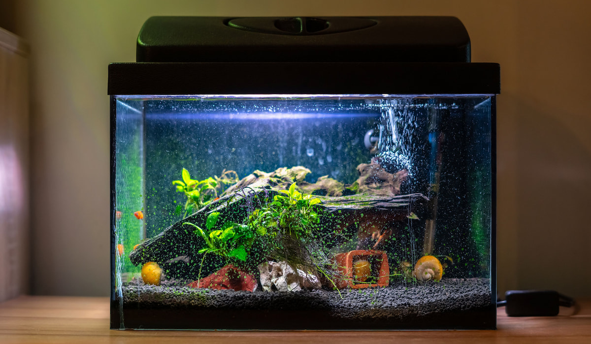 Do Apartments Allow Fish Tanks? My Little Apartment