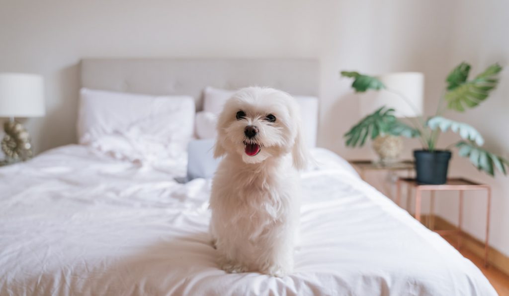small maltese dog sitting on bed looking at the camera