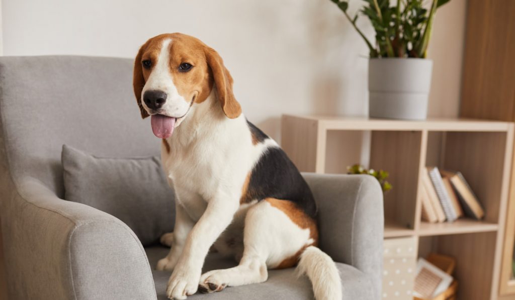 Beagle Dog in Armchair
