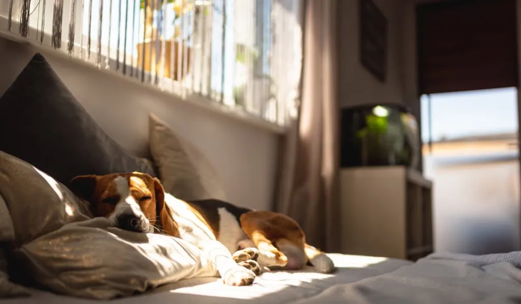 Beagle dog sleeping on a sofa
