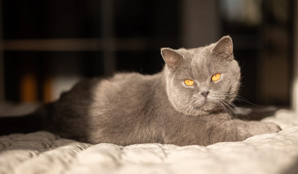 British blue Shorthair cat on a bed with sunlight