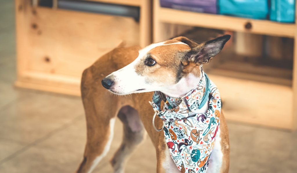 greyhound dog wearing a cute cloth leash 