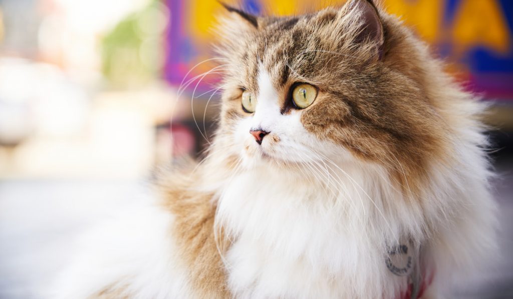 Close up portrait of a brown and white persian cat
