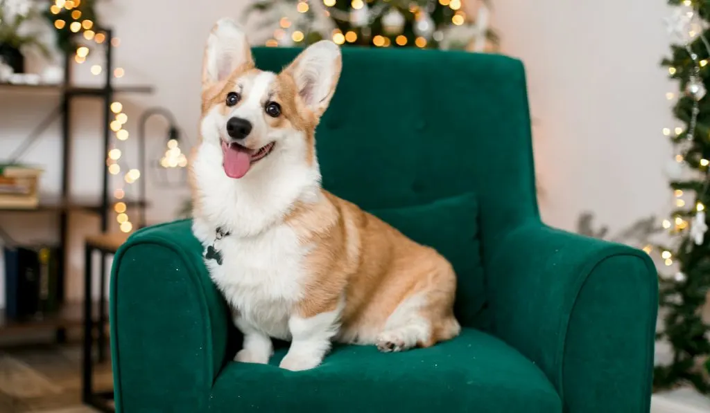 are corgis good dogs