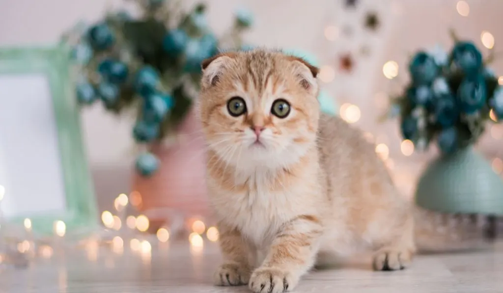 Cute little muchkin kitten 