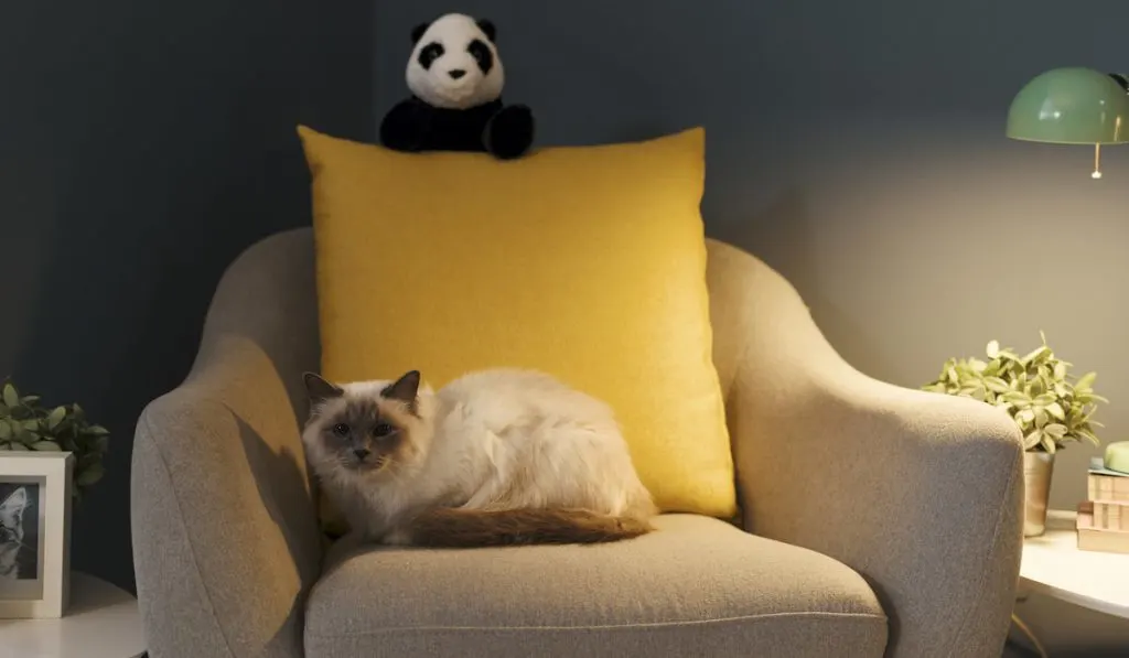 Cute lovely birman cat relaxing on the armchair at home

