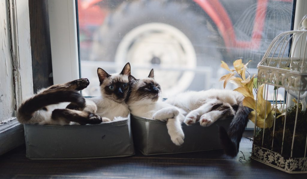 Cute Siamese cats lying in boxes near the window
