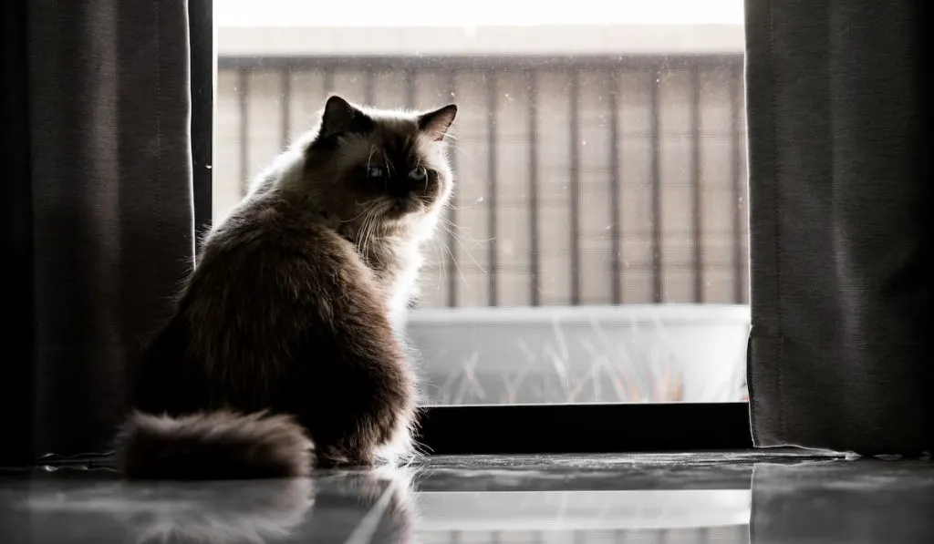 Himalayan cat sitting alone at home
