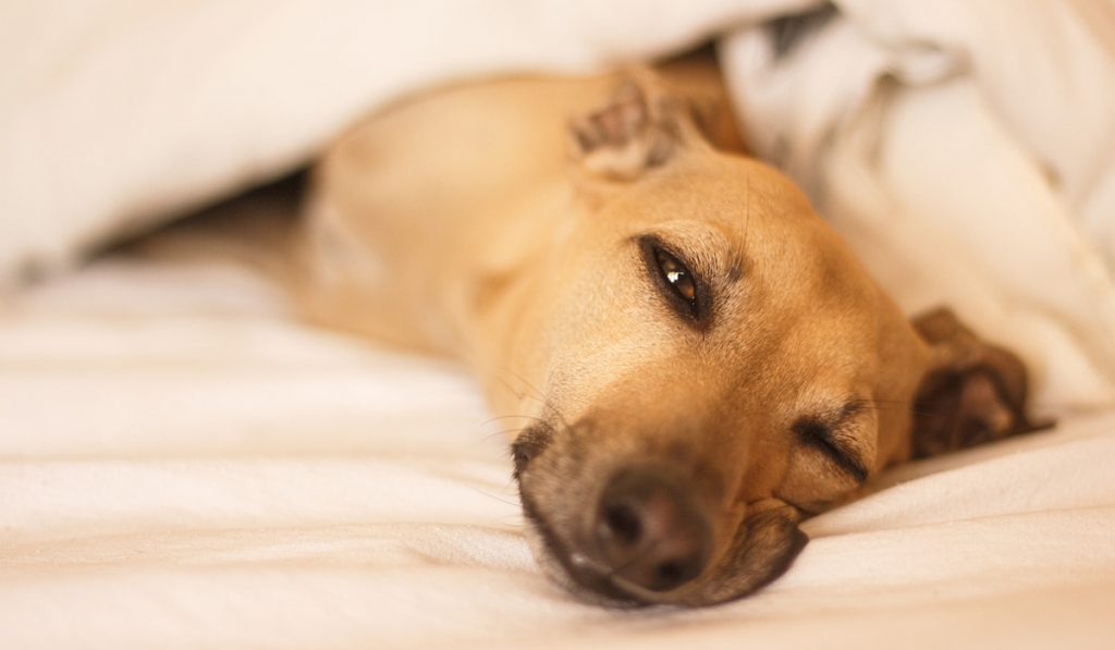 Italian-greyhound-just-woke-up-from-sleeping-on-bed