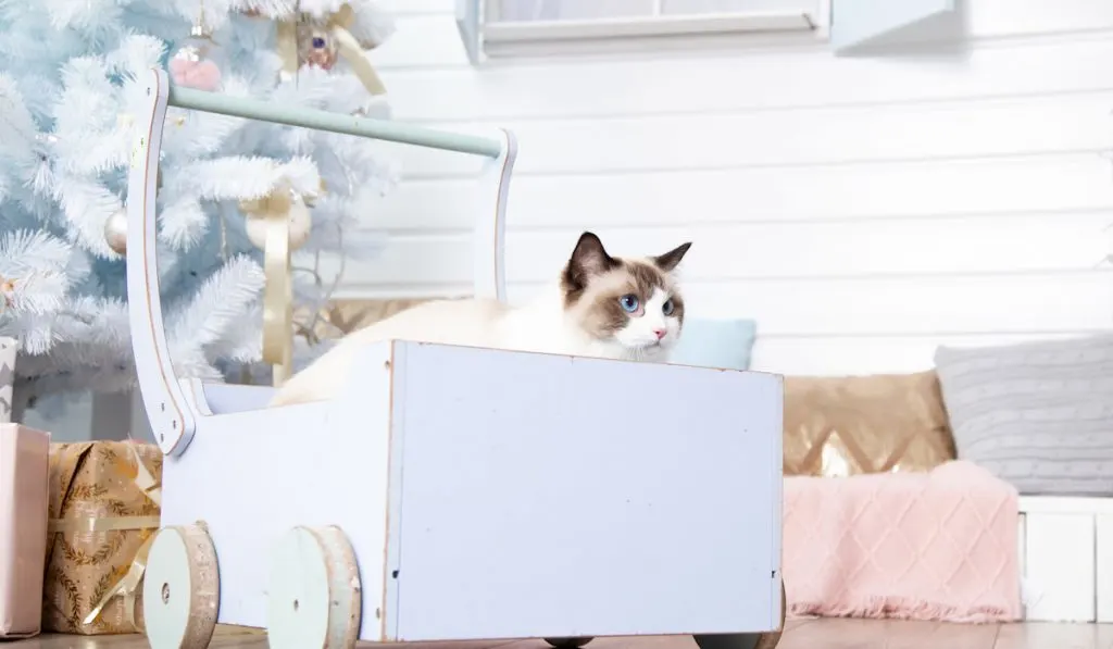 Ragdoll cat with blue eyes climbed into retro cart near Christmas tree. 