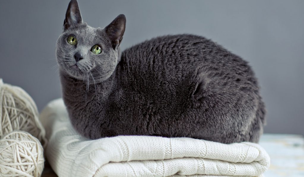 Russian Blue Cat Portrait with Woolen Sweater and Balls of Wool 
