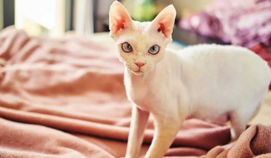 Sphynx Devon Rex cat close-up.