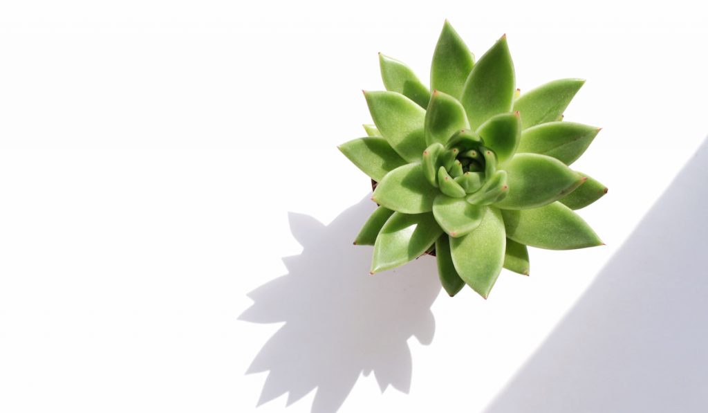 Succulent plant on white background