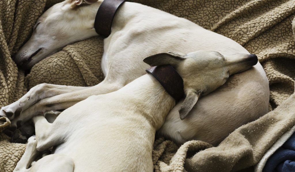 Two-greyhound-dogs-sleeping-together-in-a-dog-bed