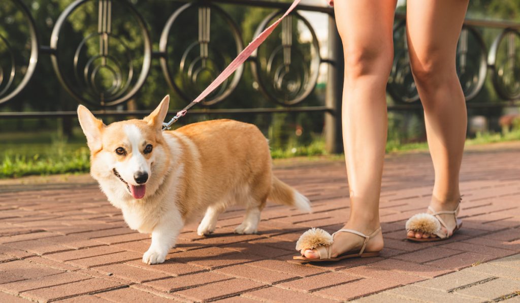 Woman girl walking her welsh corgi dog pet on the street on a leash outdoors
