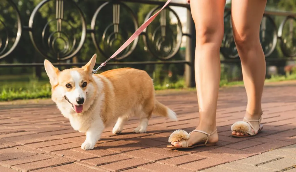 Woman girl walking her welsh corgi dog pet on the street on a leash outdoors
